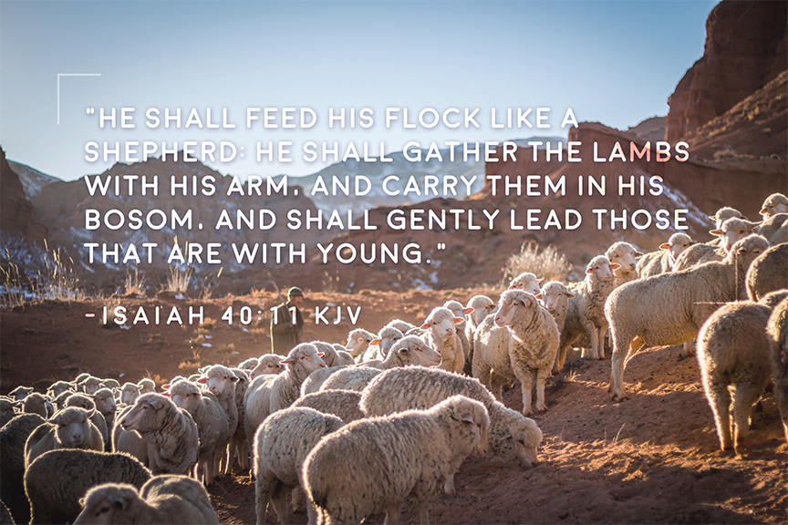 He shall feed his flock like a shepherd