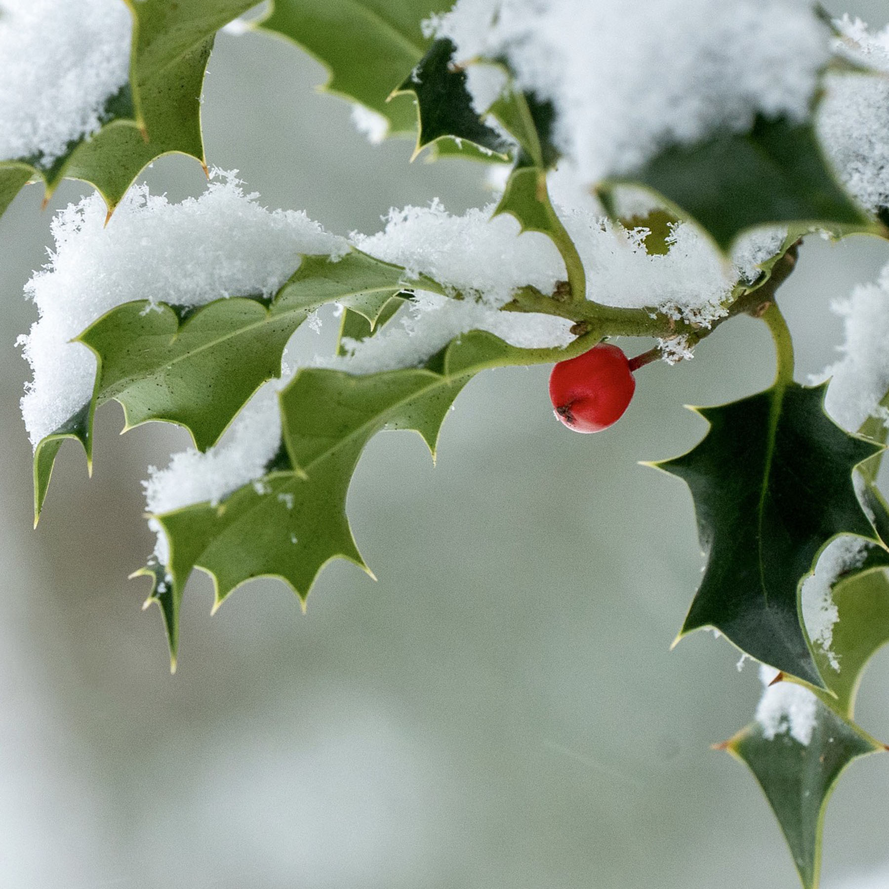 What Christmas means to me