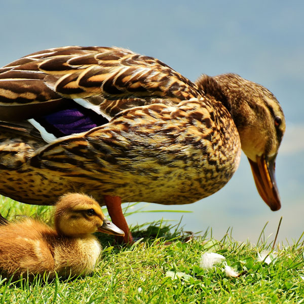 Under thy wing
